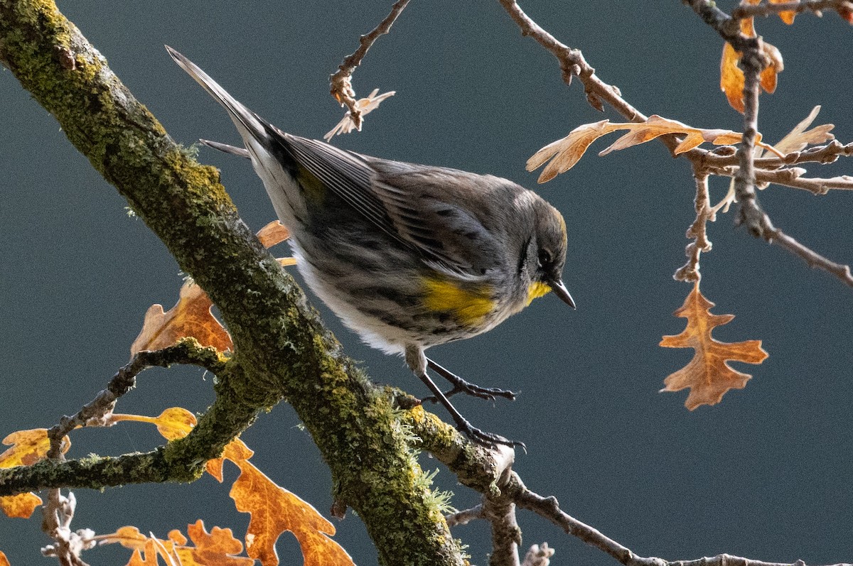 Yellow-rumped Warbler - ML647011216