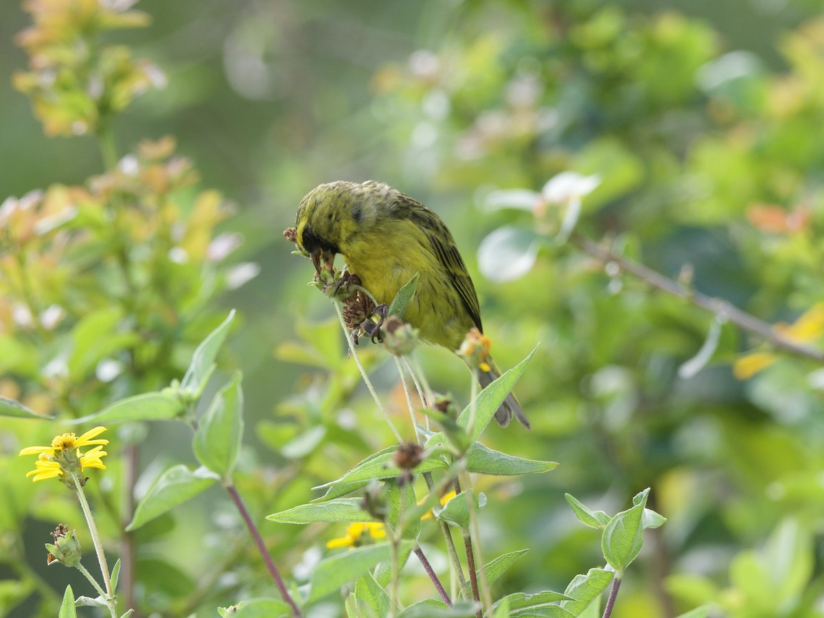 African Citril - ML647011217