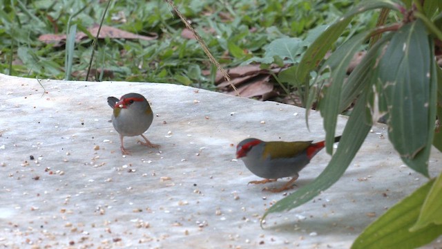 Краснобровая амадина - ML647011220