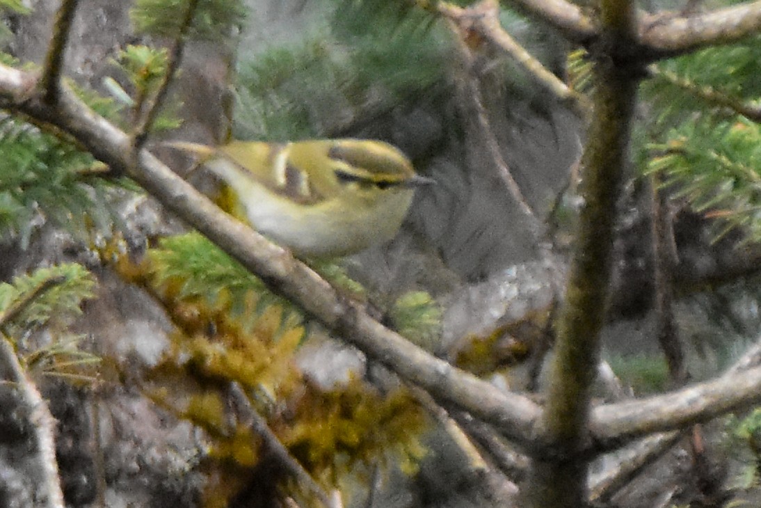 Lemon-rumped Warbler - ML647011223