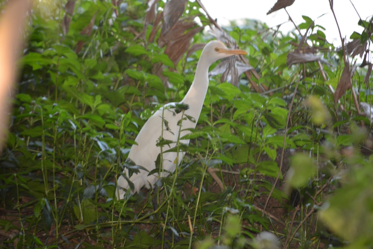 Eastern Cattle-Egret - ML647011227
