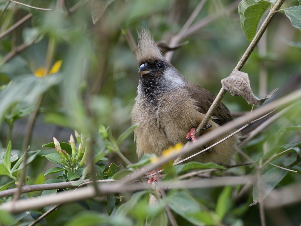 Speckled Mousebird - ML647011231