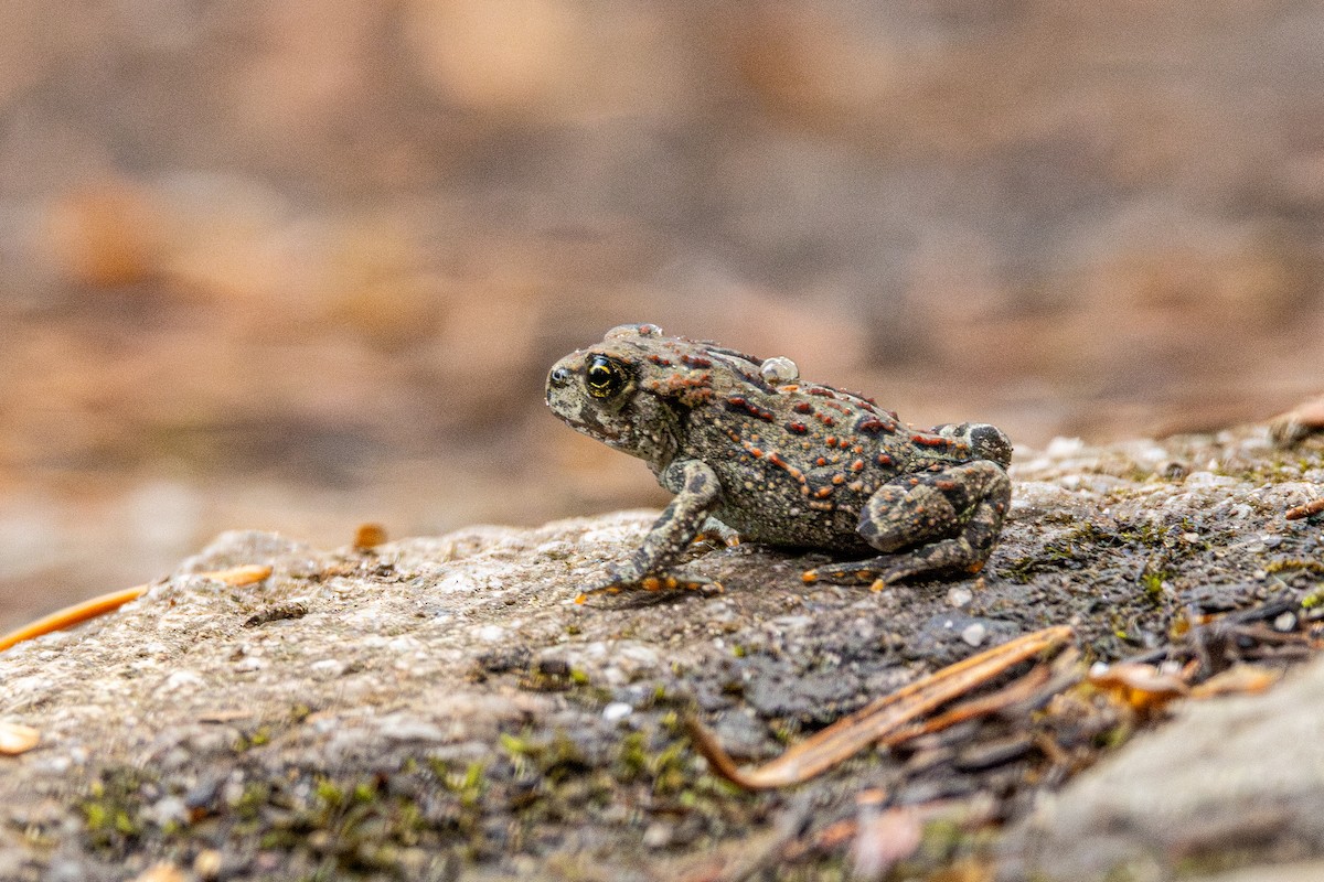 Western Toad - ML647011232