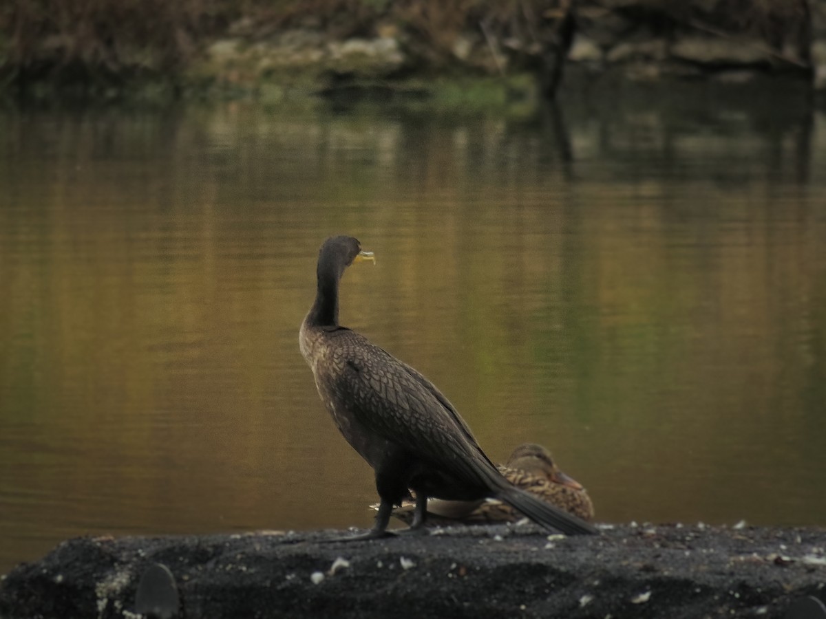 ミミヒメウ - ML647011234