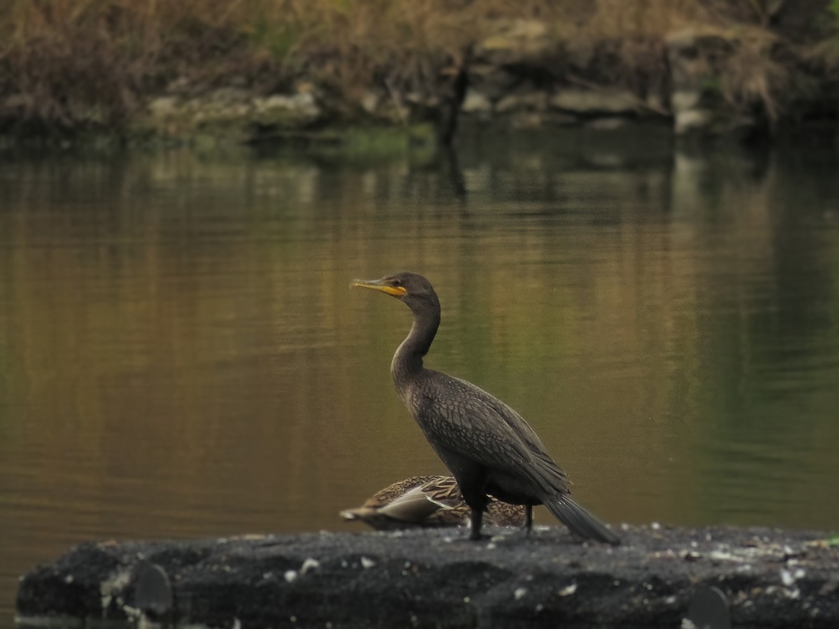 ミミヒメウ - ML647011235