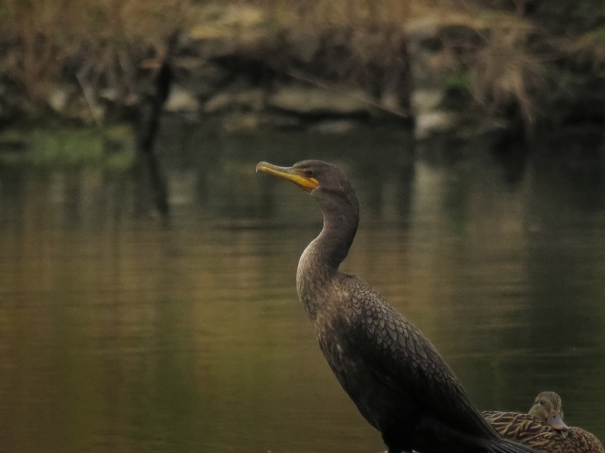 ミミヒメウ - ML647011236