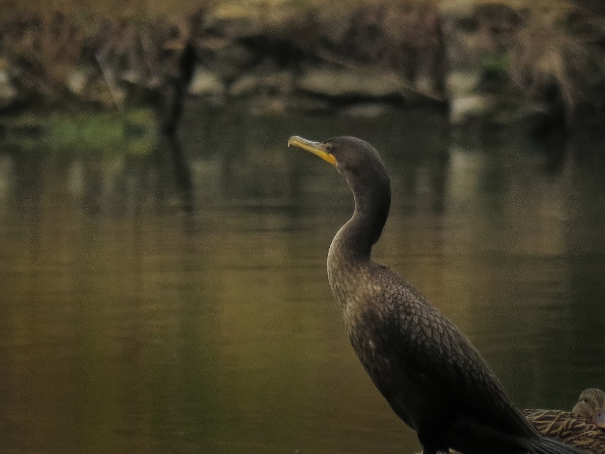 ミミヒメウ - ML647011237