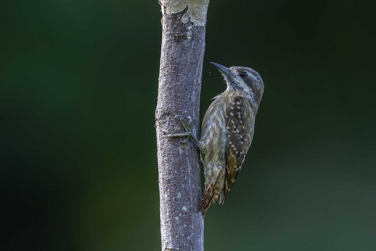 strakapoud celebeský - ML647011239