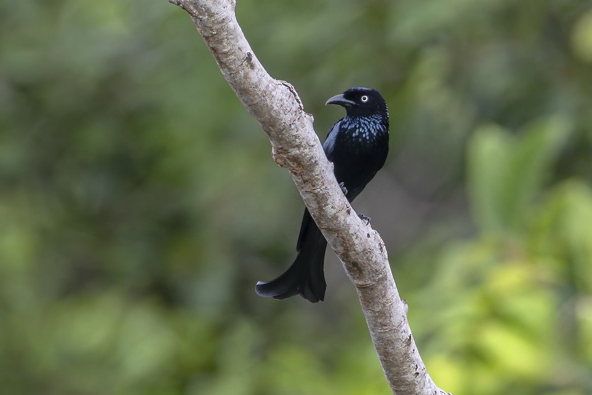 Hair-crested Drongo (White-eyed) - ML647011247