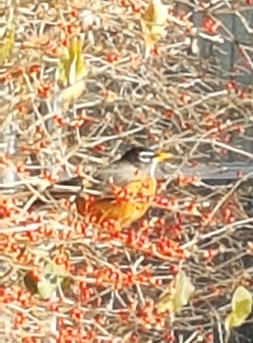 American Robin - ML647011258
