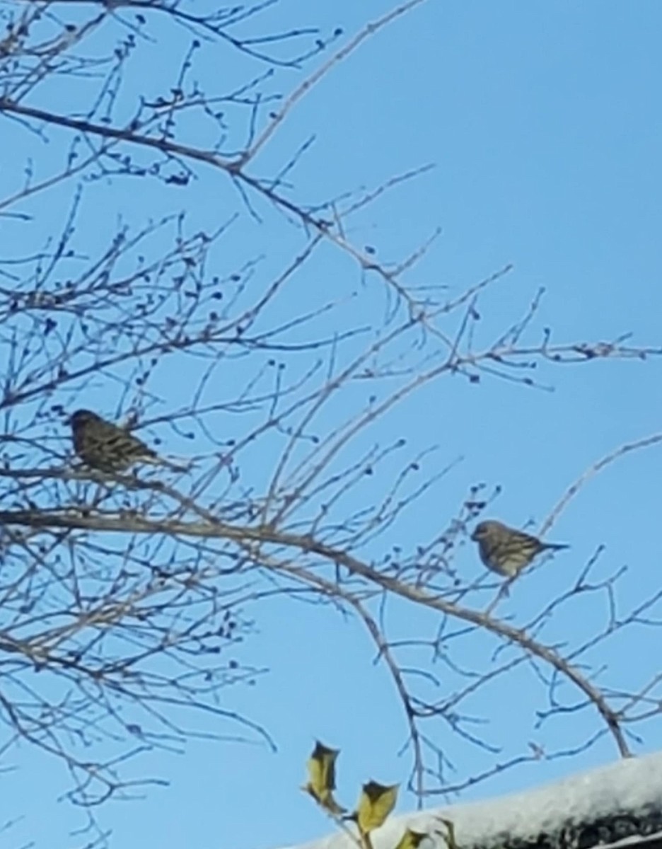 Чечевиця садова - ML647011261