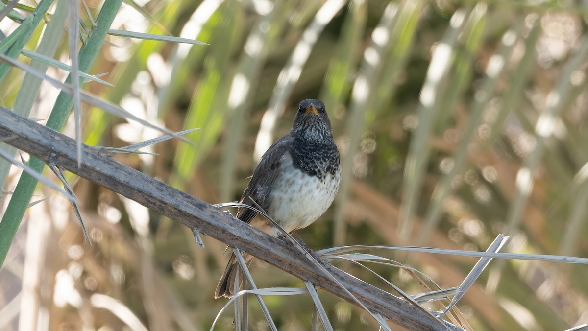 Black-throated Thrush - ML647011276
