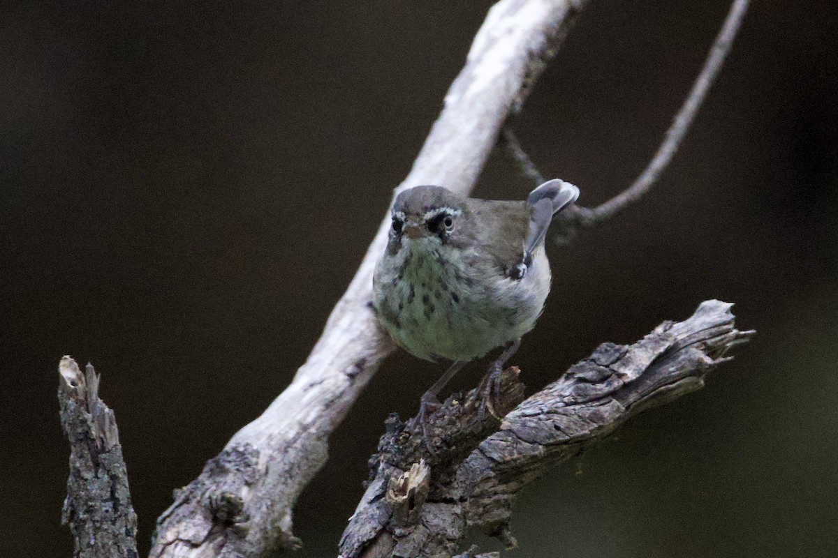 Benekli Serikornis - ML647011283