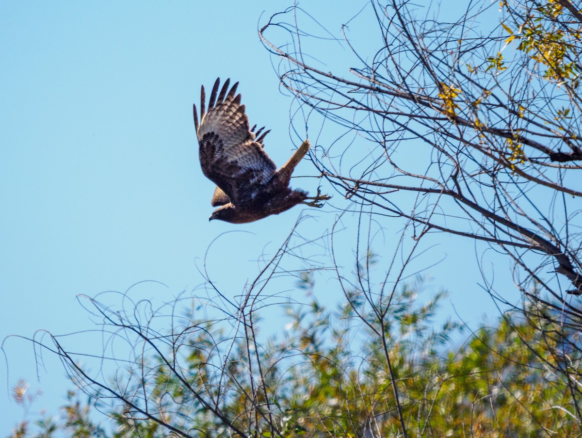 Red-tailed Hawk - ML647011286