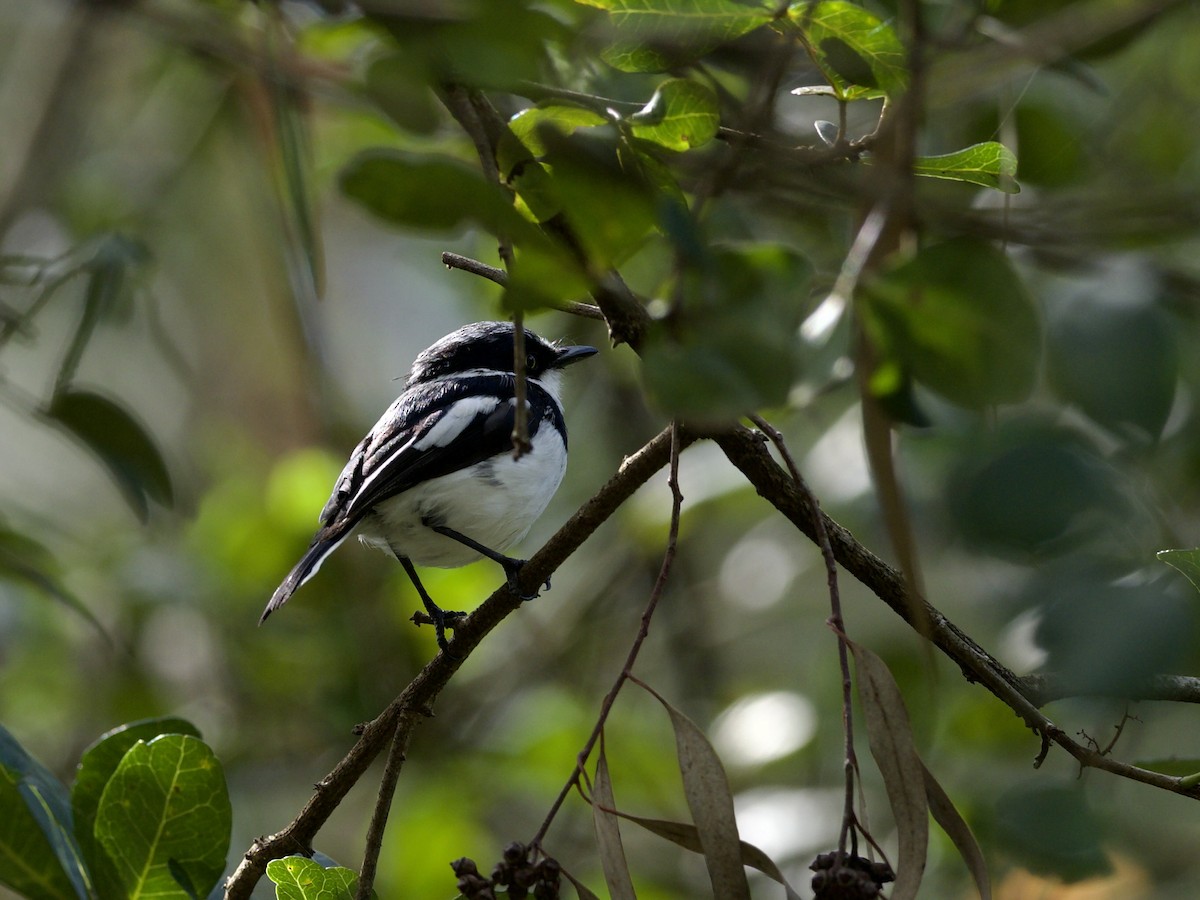 Chinspot Batis - ML647011287