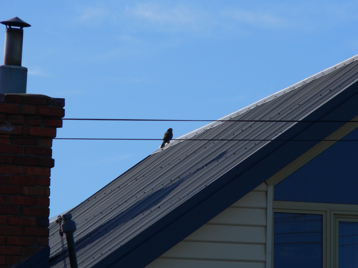 Spotted Dove - ML647011288