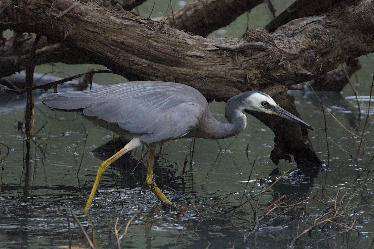 White-faced Heron - ML647011289