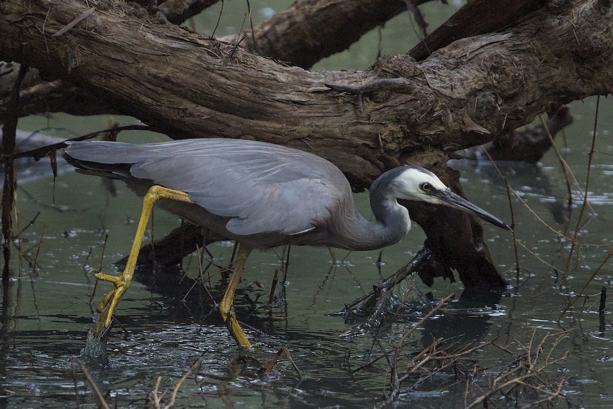 White-faced Heron - ML647011290