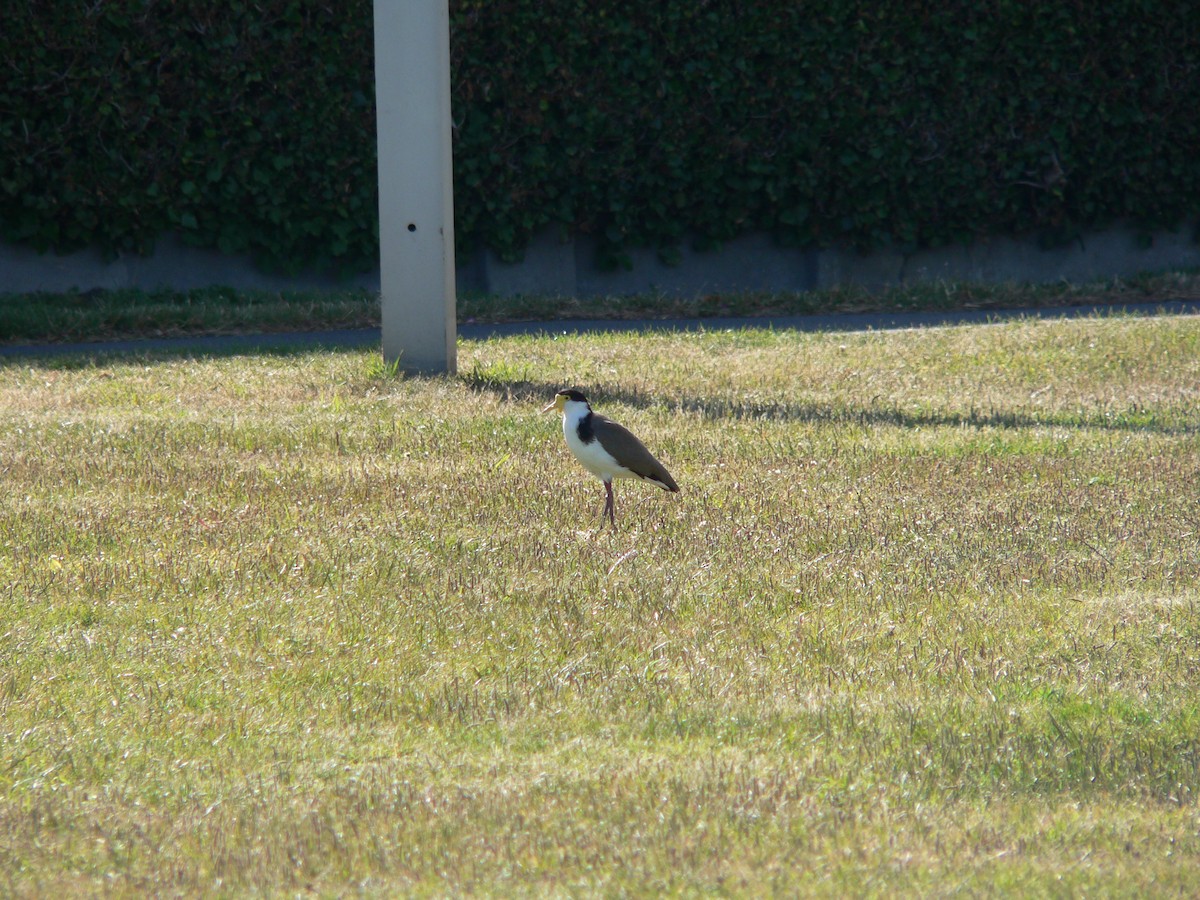 Masked Lapwing (Black-shouldered) - ML647011291