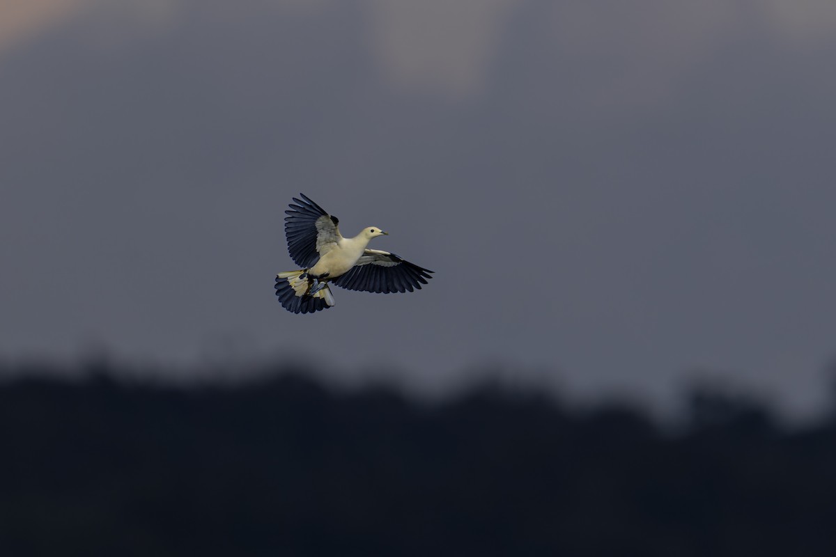 Silver-tipped Imperial-Pigeon - ML647011292