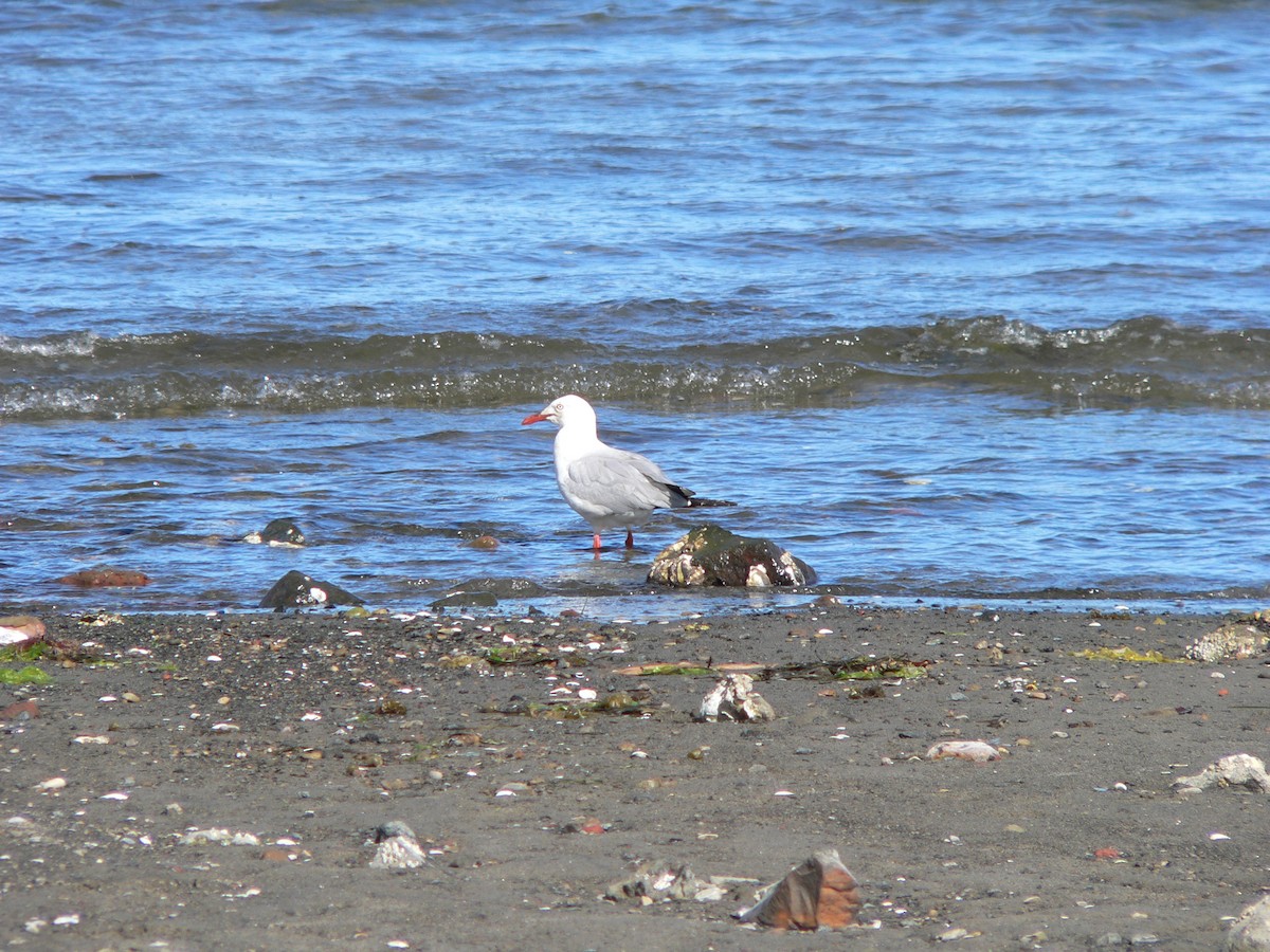 Silver Gull - ML647011293