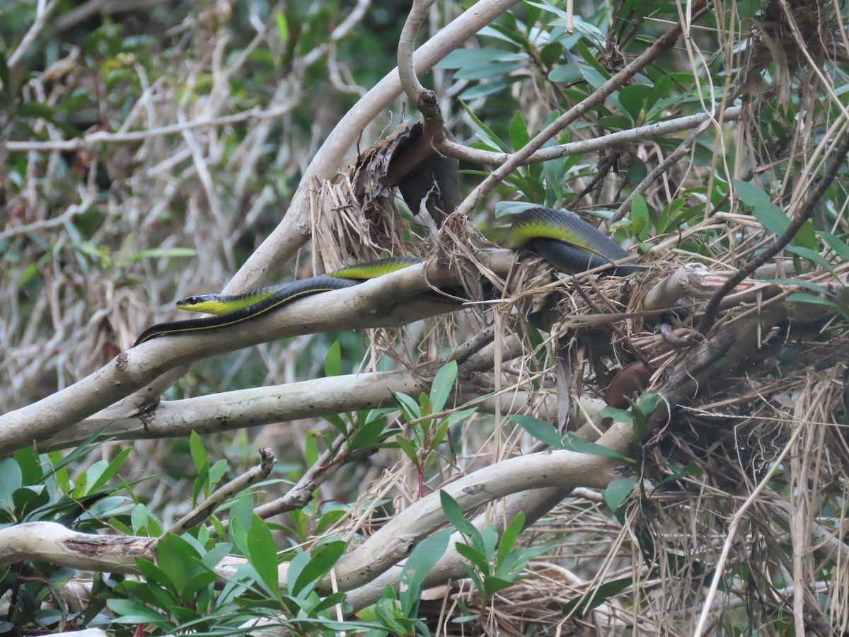 Common Tree Snake - ML647011294