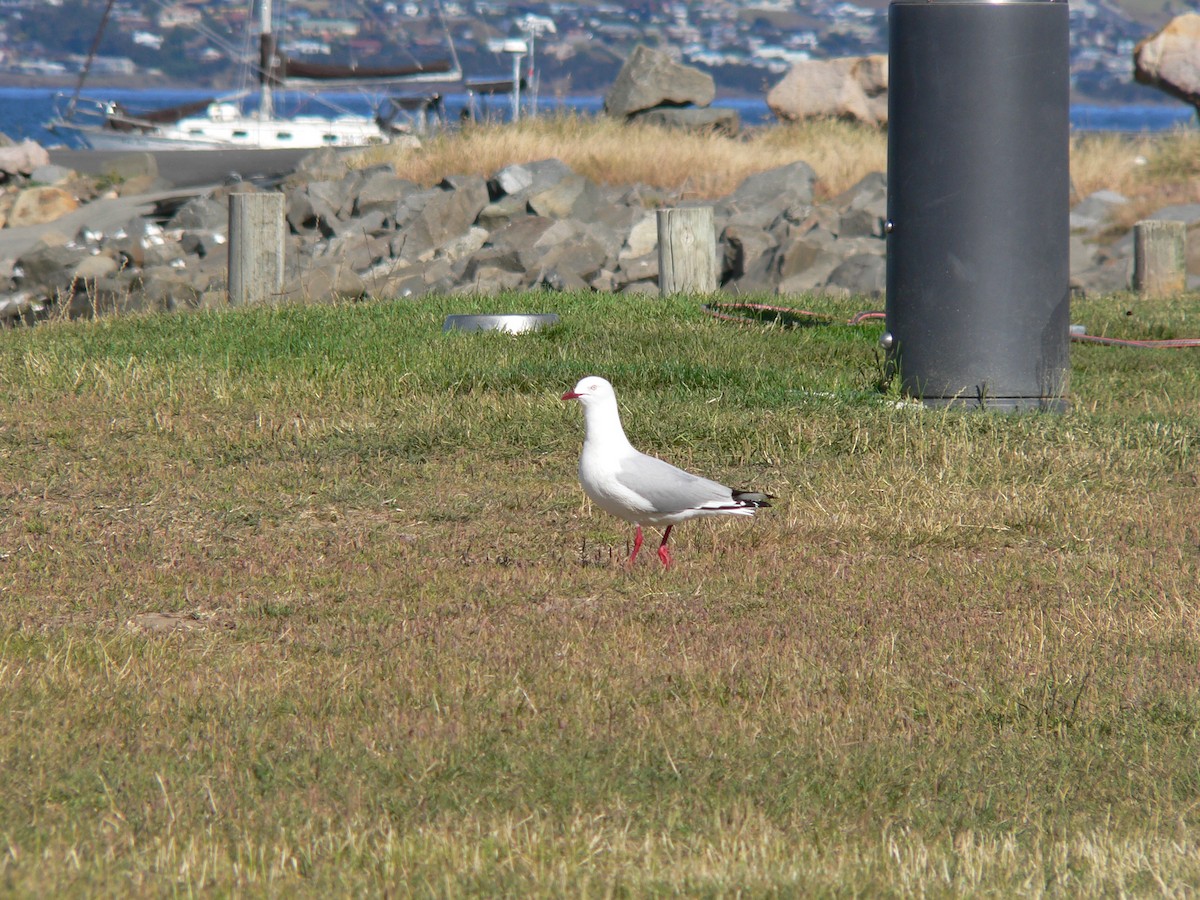 Silver Gull - ML647011296