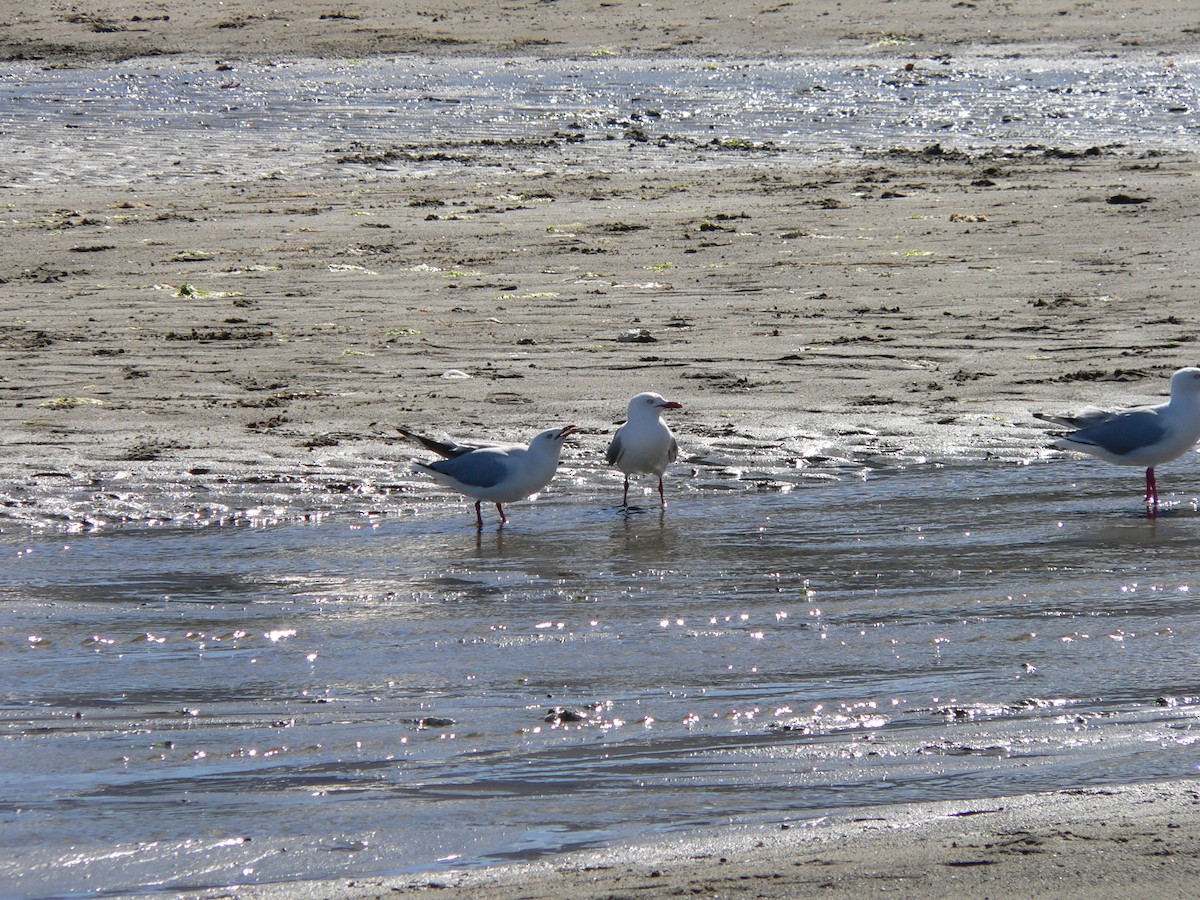 Silver Gull - ML647011297
