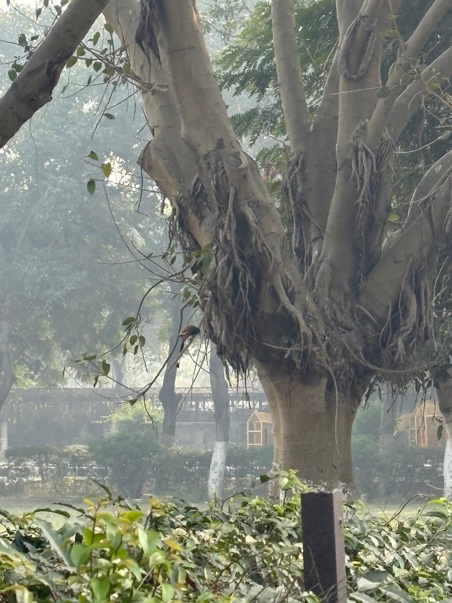 Rufous Treepie - ML647011300