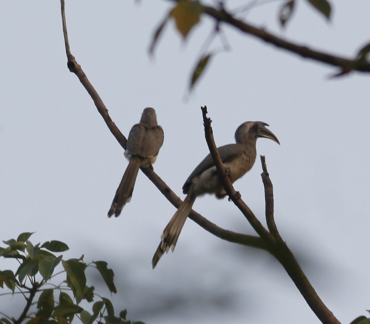 Indian Gray Hornbill - ML647011301