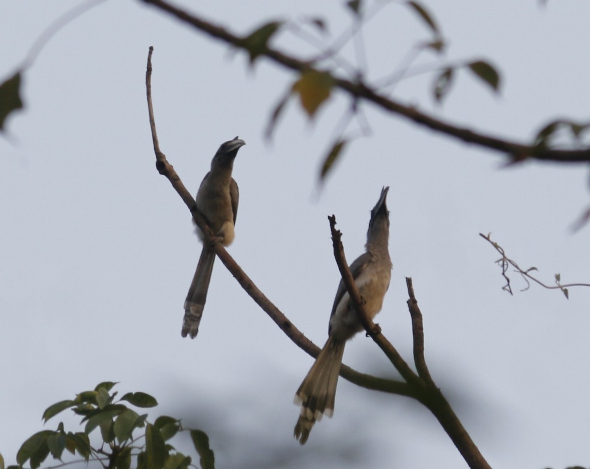 Indian Gray Hornbill - ML647011302