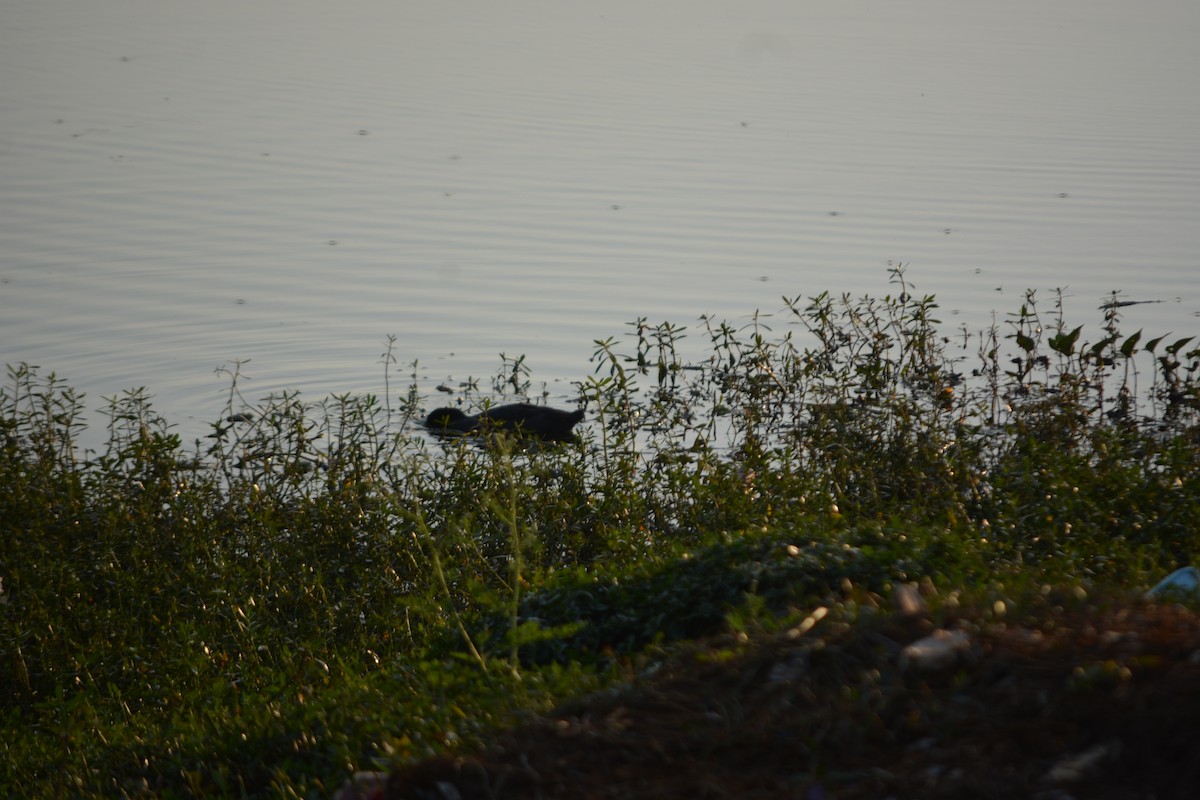 Eurasian Coot - ML647011303