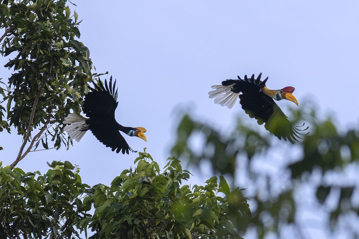 Knobbed Hornbill - ML647011304