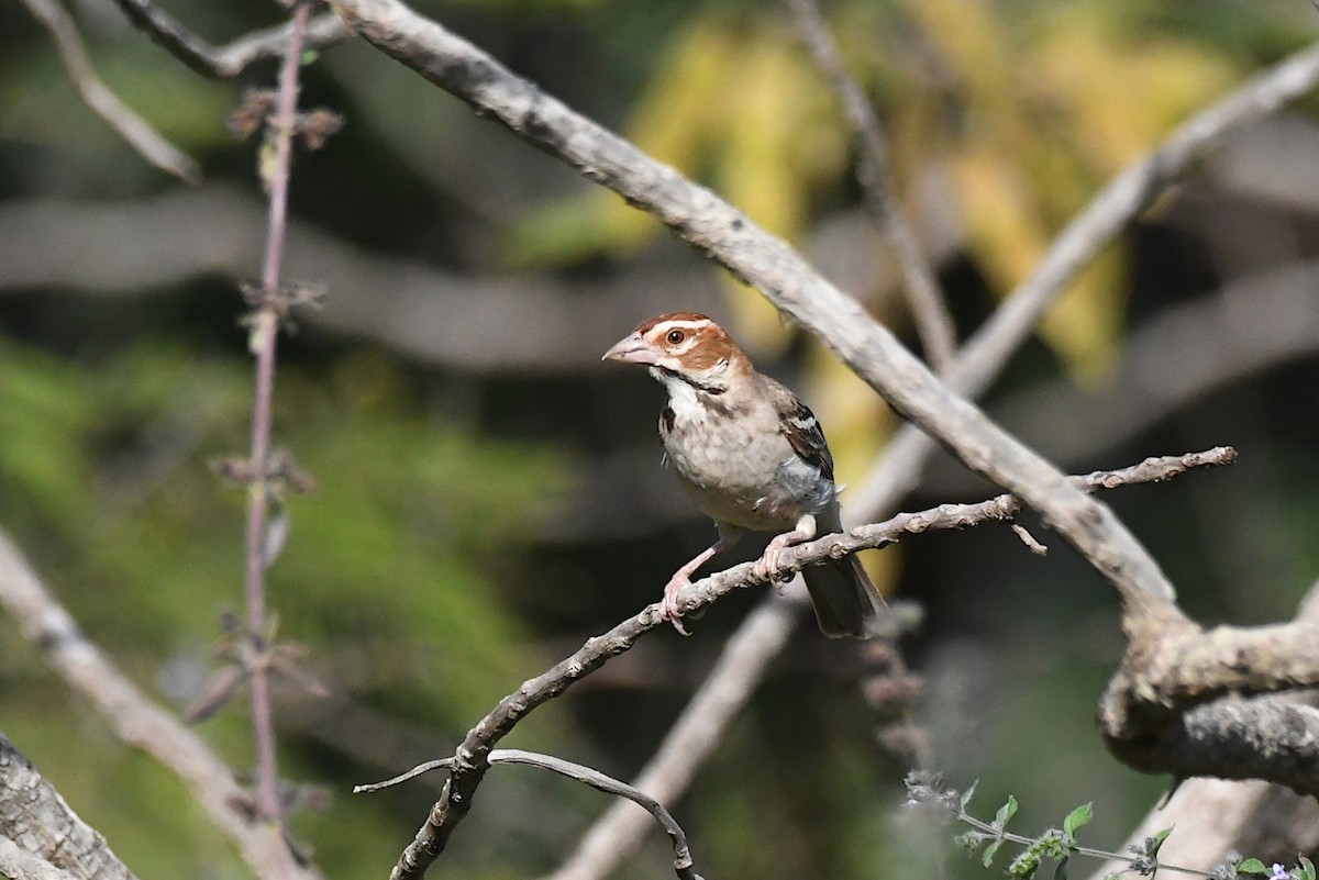 Chestnut-crowned Sparrow-Weaver - ML647011305