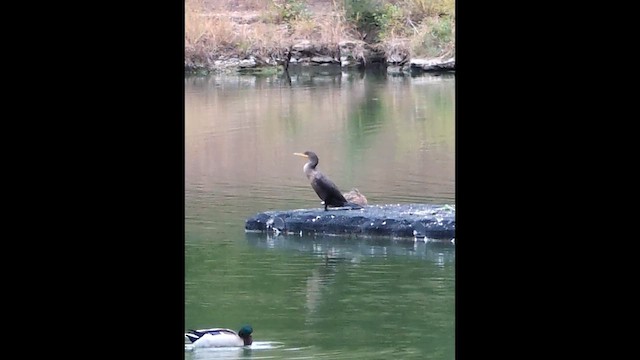 ミミヒメウ - ML647011308