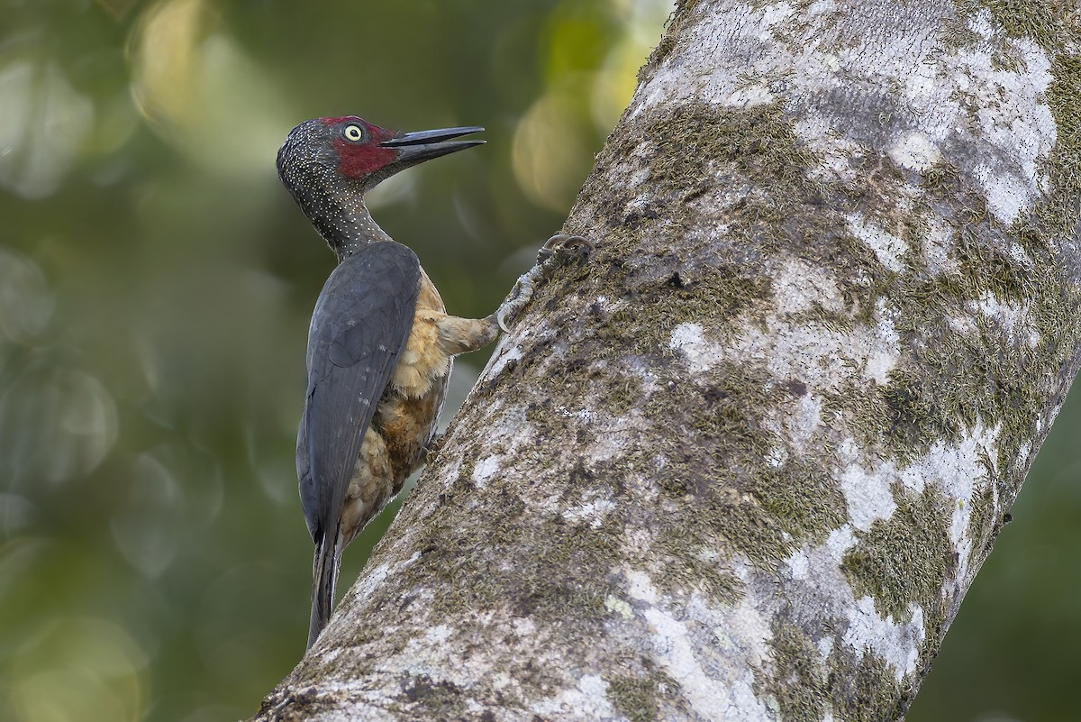 Ashy Woodpecker - ML647011309