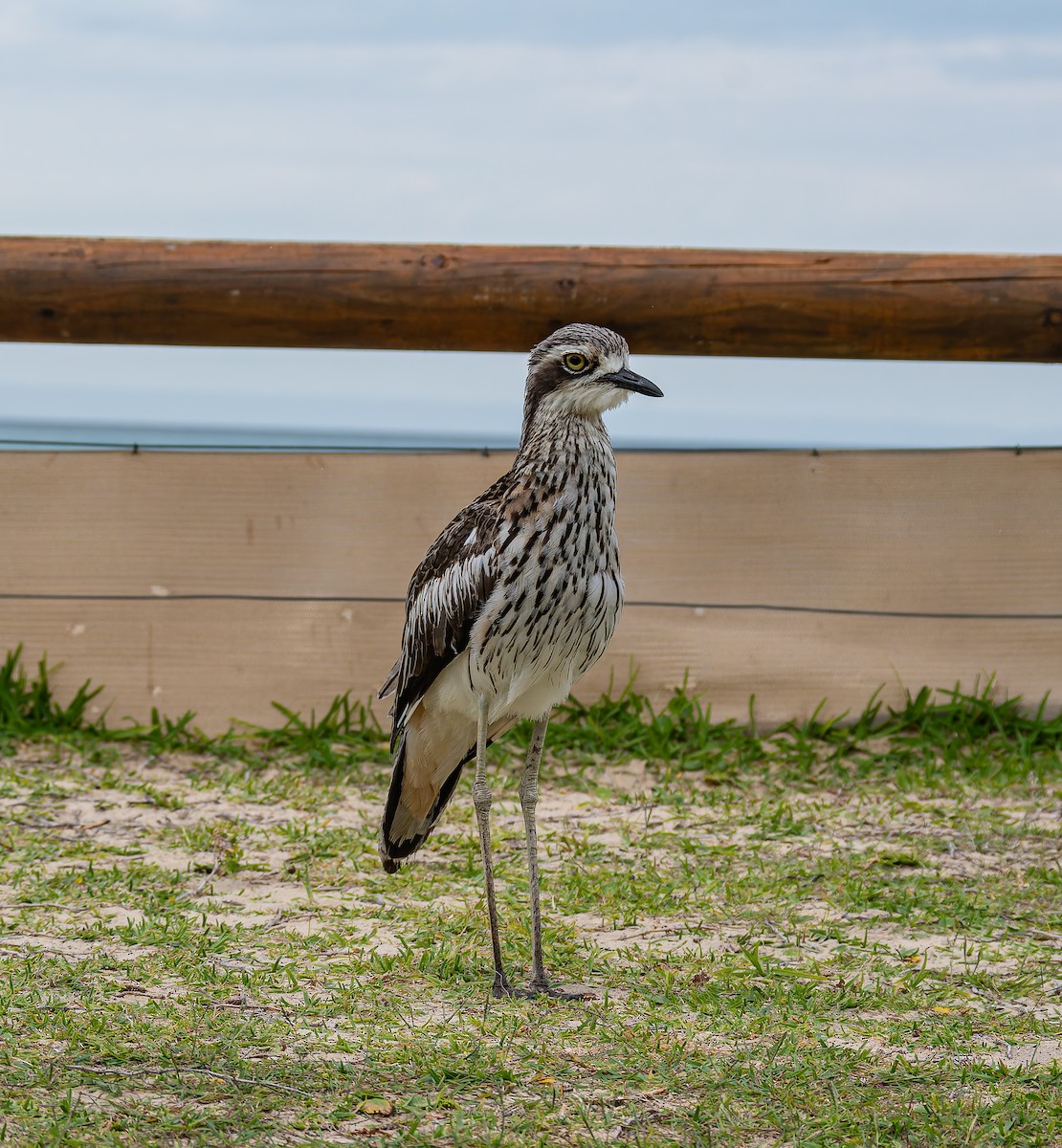 Bush Thick-knee - ML647011311
