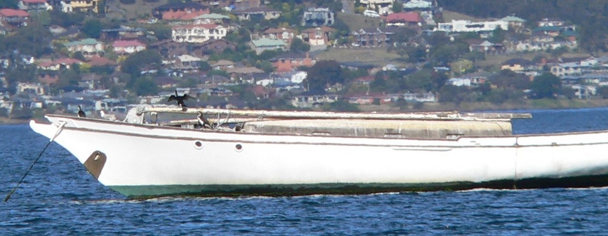 Black-faced Cormorant - ML647011312