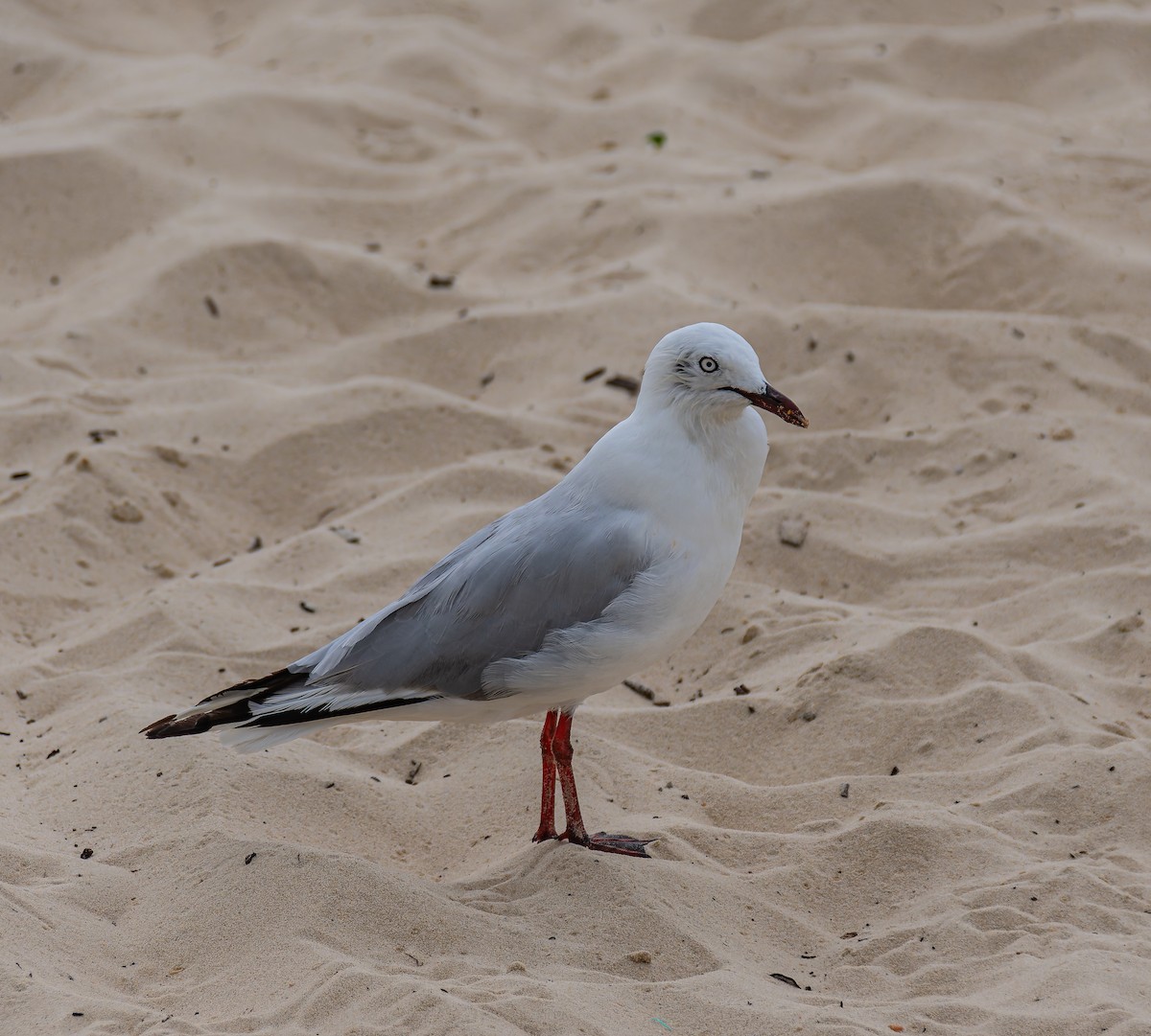 Silver Gull - ML647011313