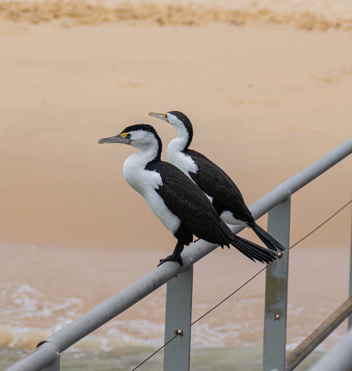 Pied Cormorant - ML647011314