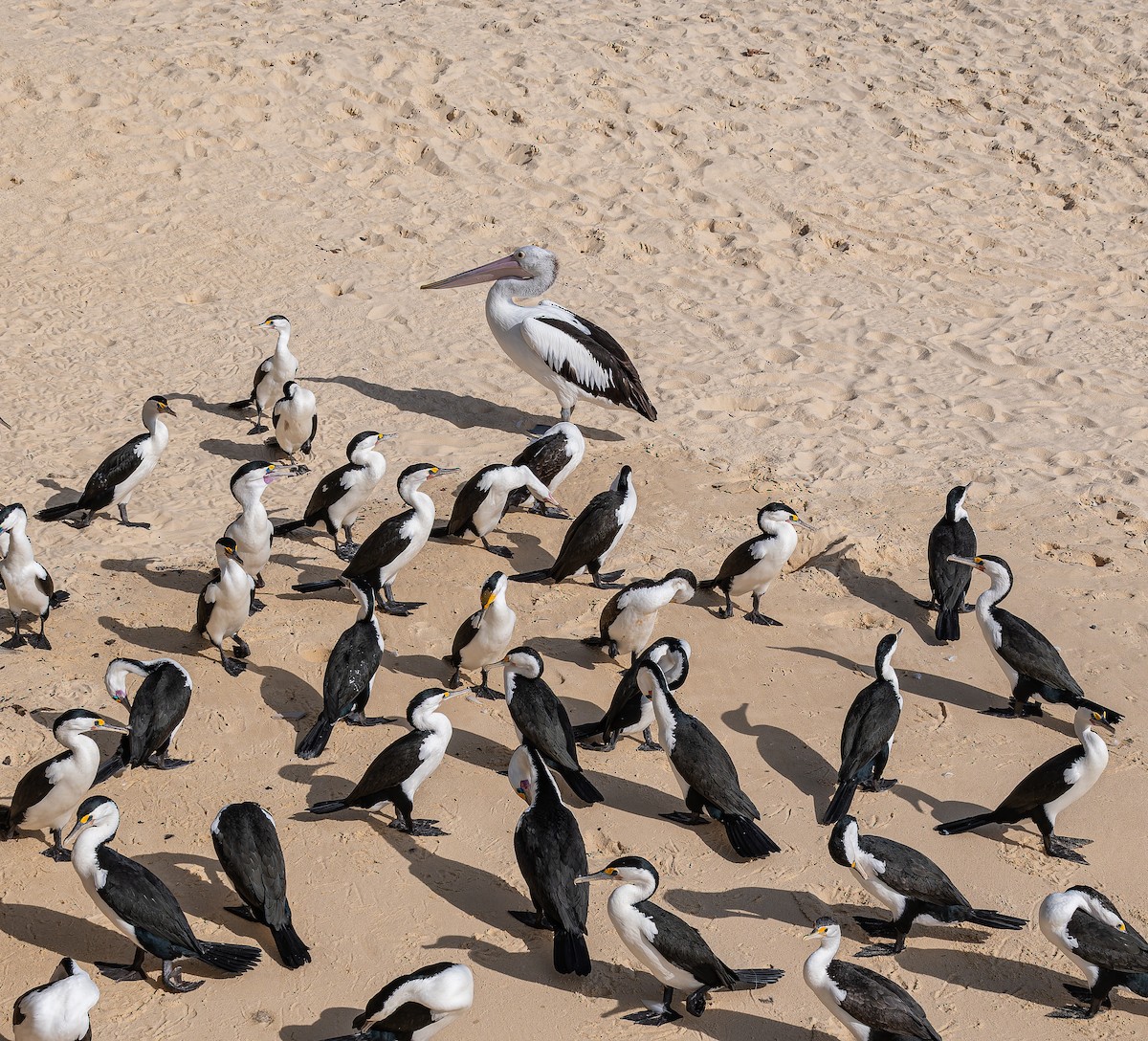 Pied Cormorant - ML647011315