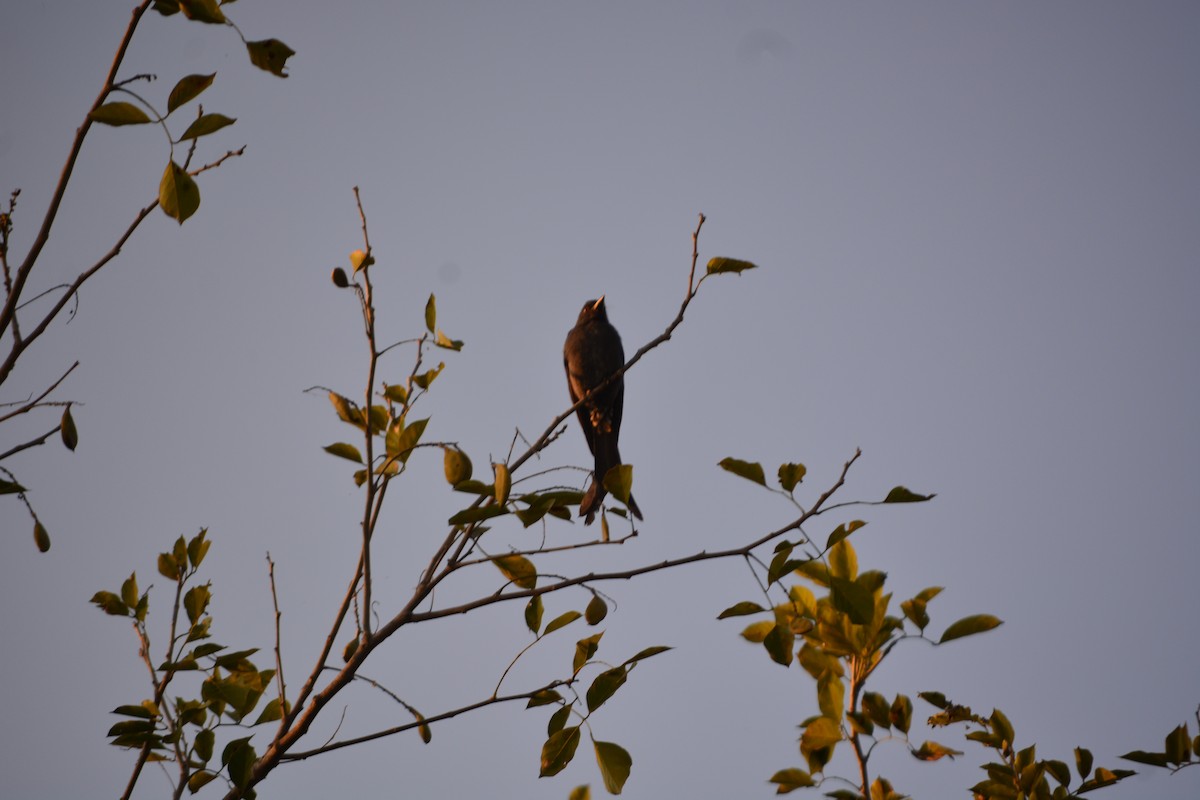Black Drongo - ML647011316