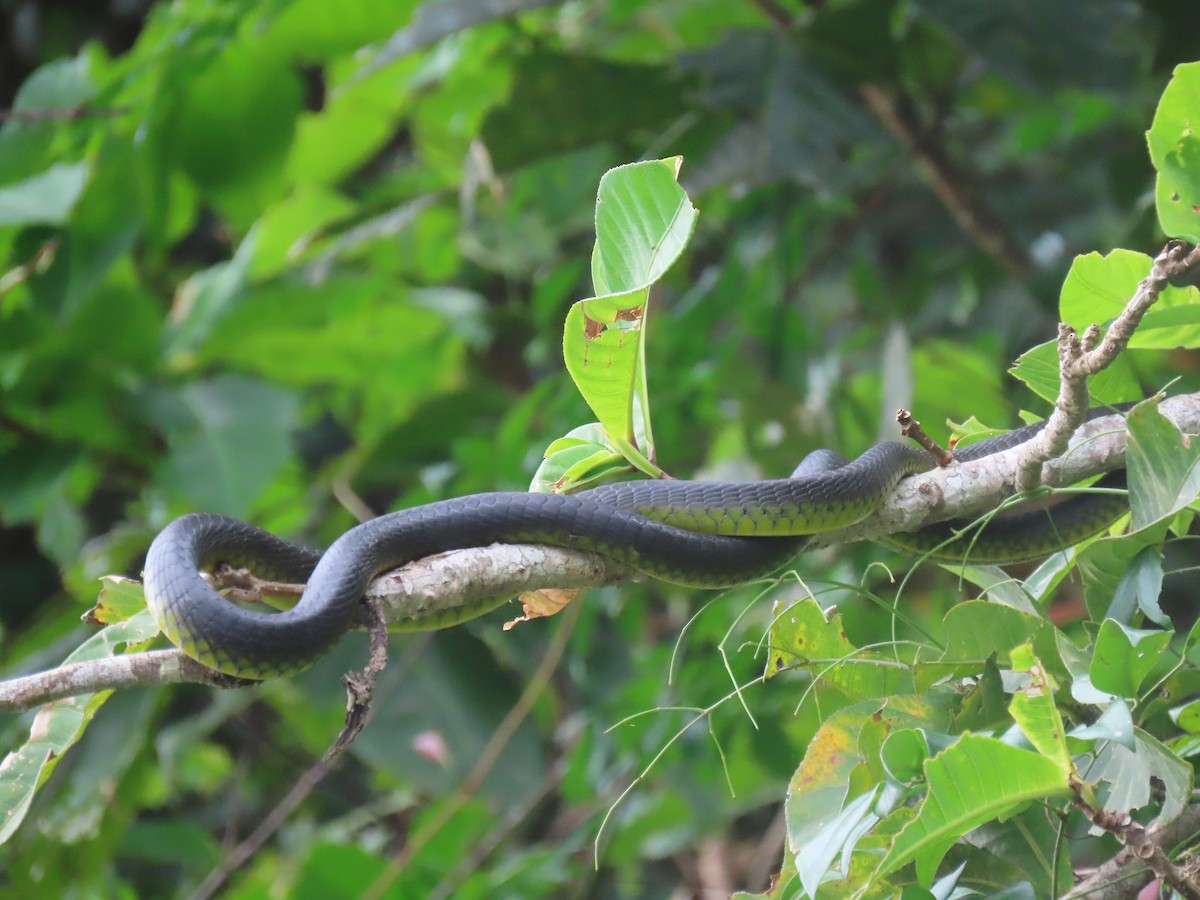 Common Tree Snake - ML647011317