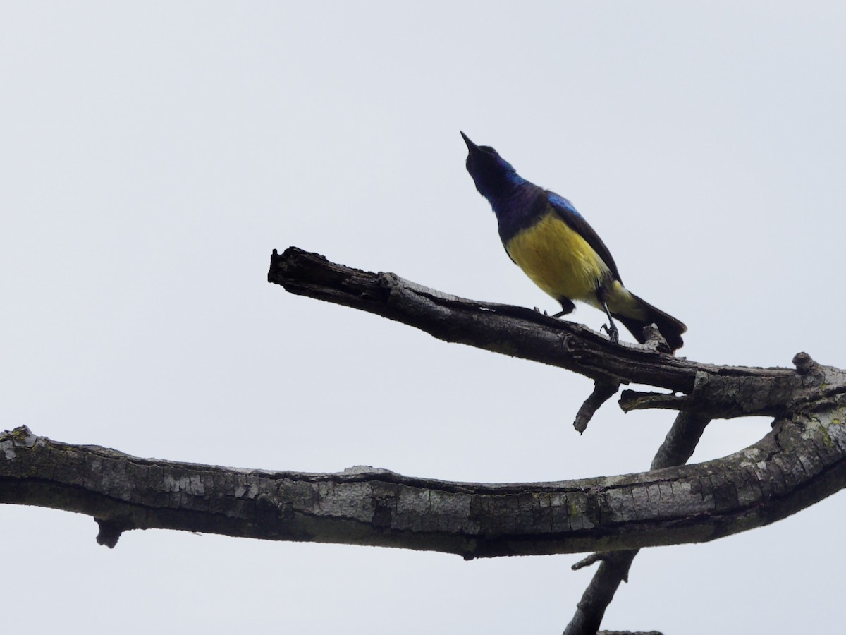 Variable Sunbird - ML647011319