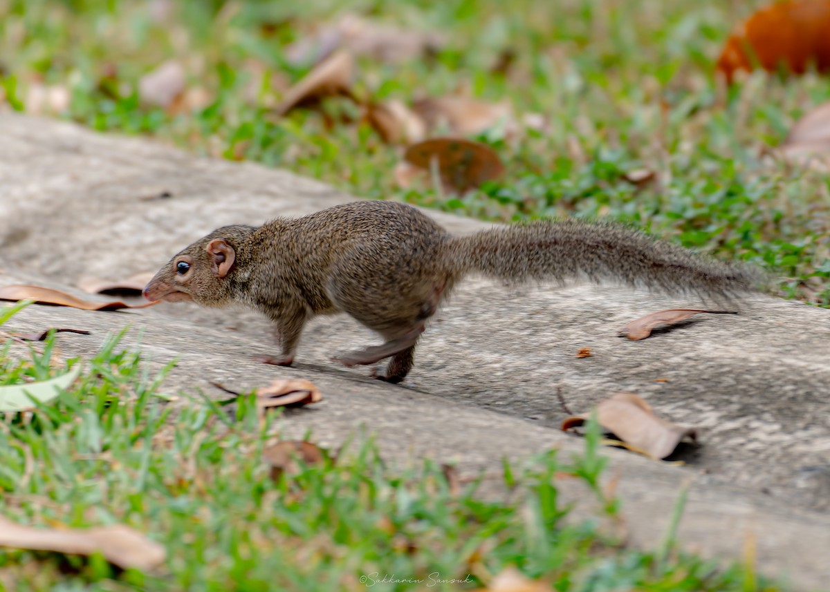 Northern Treeshrew - ML647011322