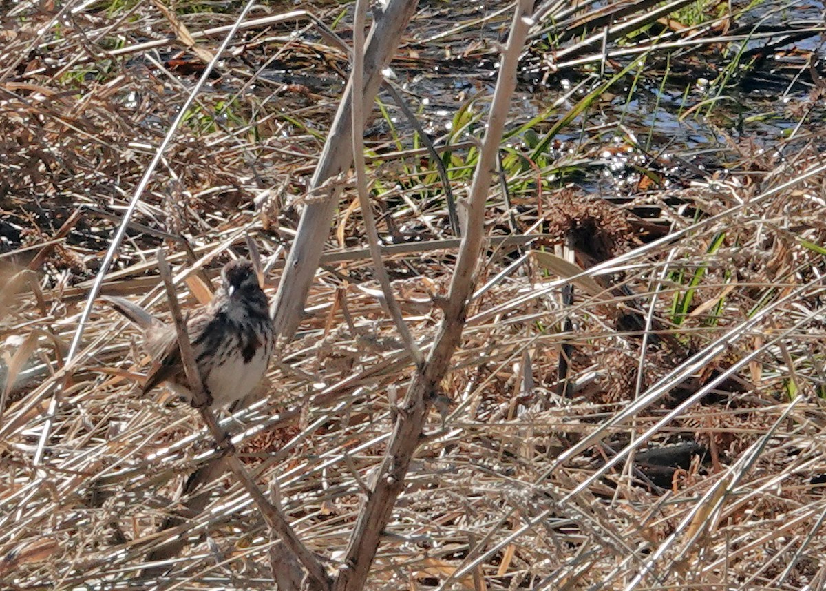 Song Sparrow - ML647011326