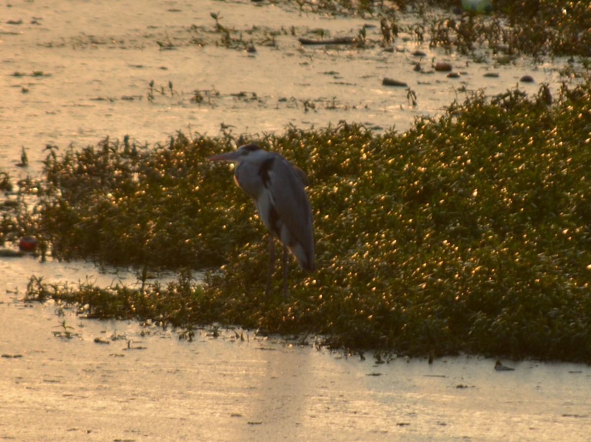 Gray Heron - ML647011327