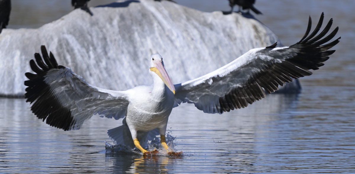 Pelícano Norteamericano - ML647011330