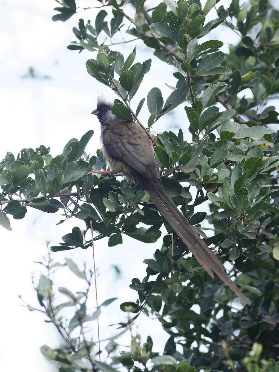Speckled Mousebird - ML647011338
