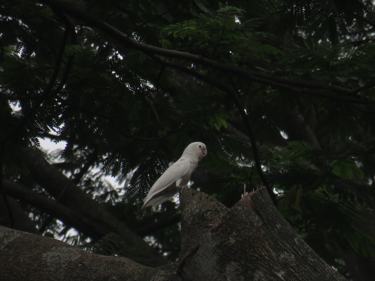 Tanimbar Corella - ML647011341